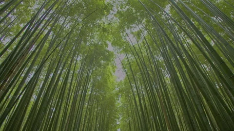 Bamboo Forest Tracking shot Stock Footage 133153902