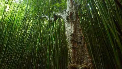 Bamboo Forest Tree in Maui Stock Photos