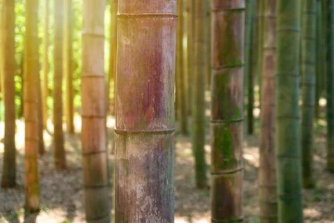 Bamboo forest trees background view. Bamboo forest background. Bamboo forrest Stock-Fotos