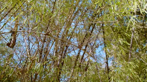 Bamboo forest with trees. Stock Footage 195493850