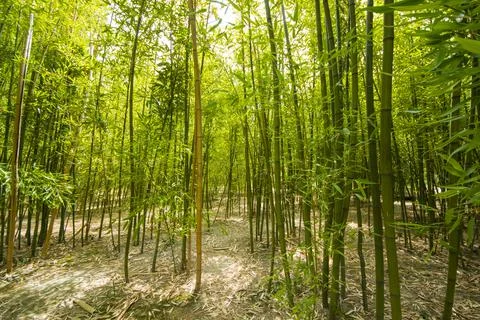 Bamboo forest, trees in the spring, green color background Stock Photos
