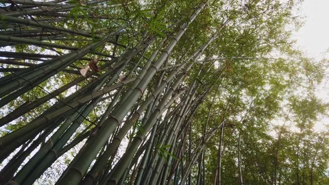 Bamboo forest in tropical rainforest Stock Footage 125288734