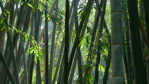 Bamboo forest. UHD, 4K Stock Footage