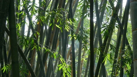 Bamboo forest. UHD, 4K Stock Footage 71083086