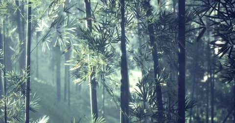 Bamboo forest under soft light creates serene natural atmosphere Vídeos de archivo 319947251