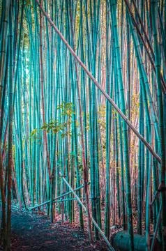 Bamboo forest vertical image. Stock Photos