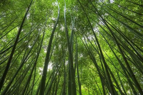 Bamboo forest with a view to the top Фото