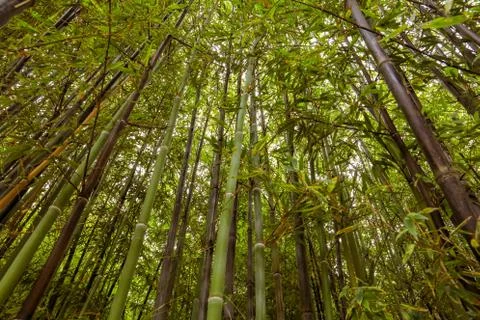 Bamboo forest with a view to the top Stock Photos