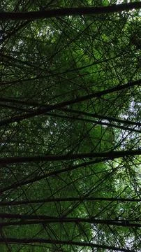 Bamboo Forest Viewed from Below with Towering Stalk Stock Photos