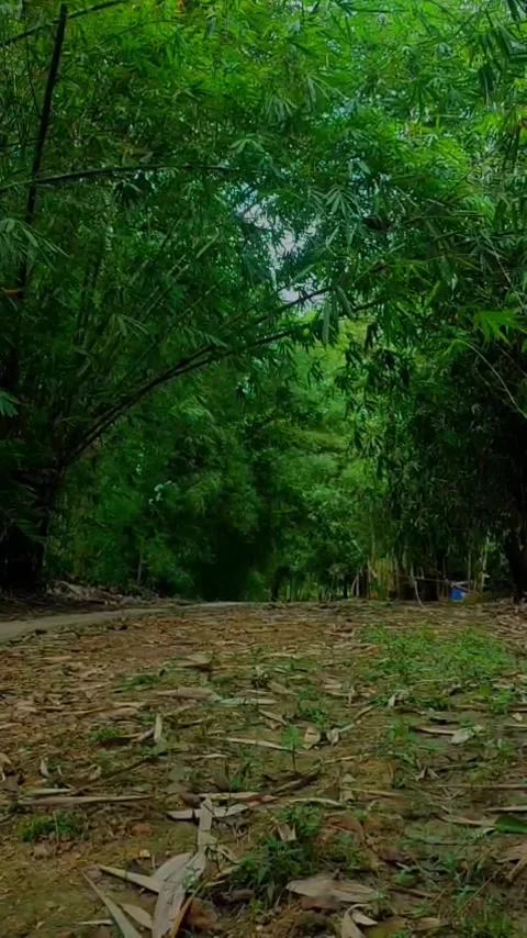 Bamboo forest in the village Stock Footage 343196472
