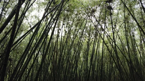 Bamboo Forest, Virunga Mountain Stock Footage 125132568