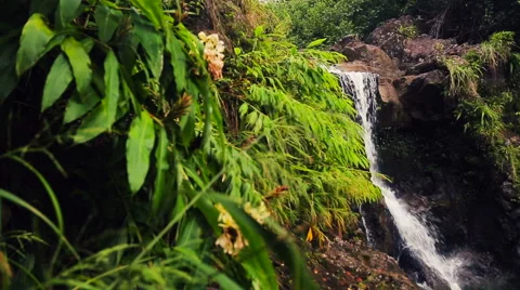 Bamboo Forest Waterfall Stock Footage 54596283