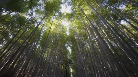 Bamboo Forest Wide Angle 스톡 동영상 316070949