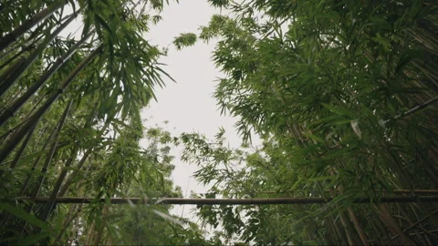 Bamboo Forest with Wide Shot Looking Up 4K Stock Footage 267048732