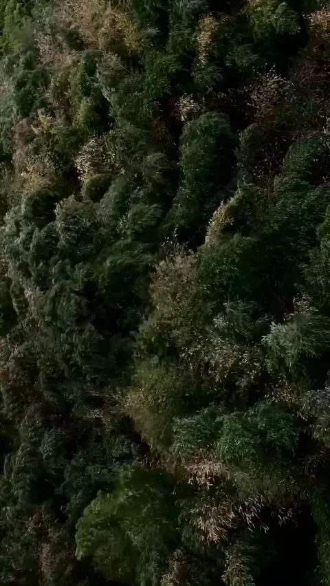 Bamboo forest wind 스톡 동영상 207712196