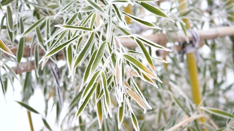 The bamboo forest in winter 库存影片 345940998