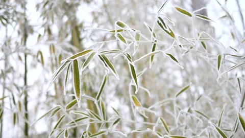 The bamboo forest in winter Stock Footage 345941008