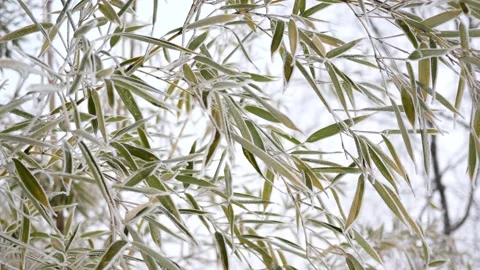 The bamboo forest in winter Vídeos de archivo 345941009