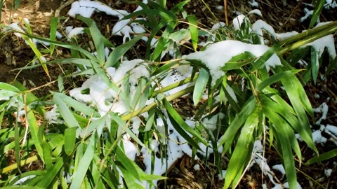 Bamboo Forest Winter Snow After Clearing Weather Stock Footage 321046164