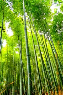 Bamboo forest2 Stock Photos
