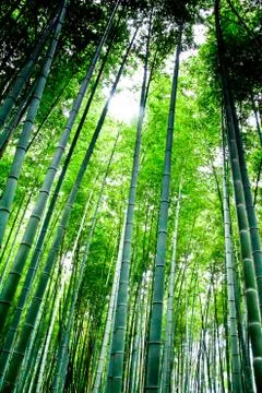 Bamboo forest2 Stock Photos