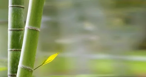 Bamboo forest,Natural background with nice background Stock Photos