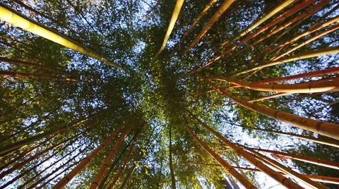 Bamboo Forests Stock Footage 50089054