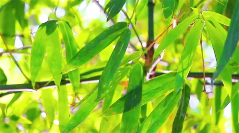 Bamboo forests in tropical forests Stock Footage 52551084