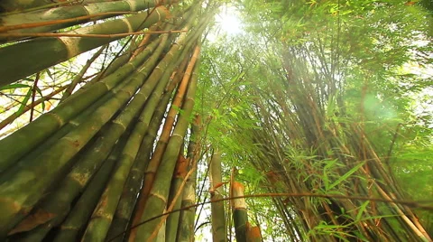 Bamboo forests in tropical forests Stock Footage 52551200
