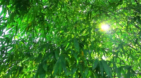 Bamboo forests in tropical forests Stock Footage 52551318