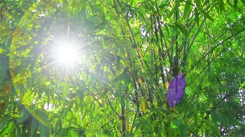 Bamboo forests in tropical forests Stock Footage 52994777