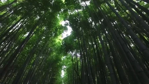 Bamboo Forrest 2 Stock Footage 82948429