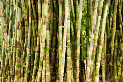 Bamboo forrest close up Stock Photos