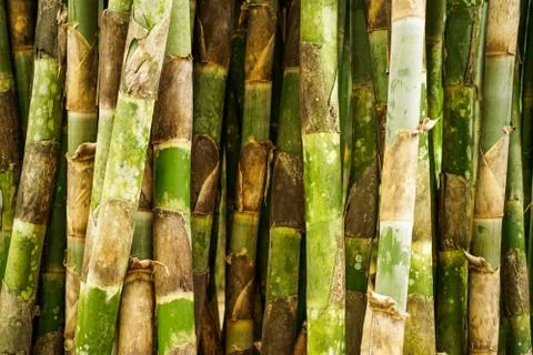 Bamboo forrest close up Stock Photos