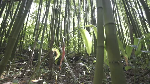 Bamboo Forrest Stock Footage 52971425