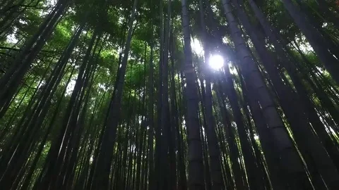 Bamboo Forrest 스톡 동영상 82948529