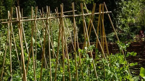 Bamboo A-frame trellis for climbing pea plants in garden Stock Photos