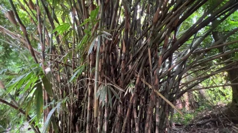 Bamboo in Full Bloom Amidst Forest Vegetation Stock Footage 308346628