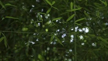 Bamboo garden Stock Footage 86009192