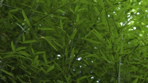Bamboo garden Stock Footage 86009206