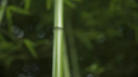 Bamboo garden Stock Footage 86009447