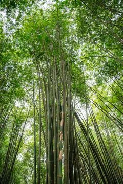 Bamboo Garden 스톡 사진