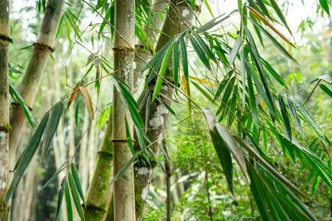 Bamboo Garden Stock Photos