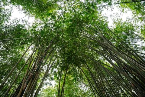 Bamboo Garden 스톡 사진