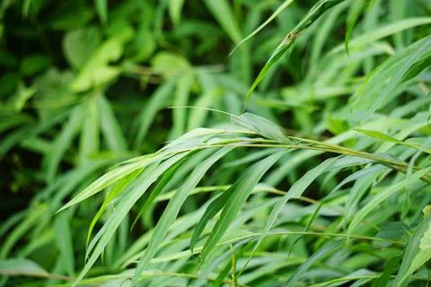 Bamboo grass with a natural background Foto stock