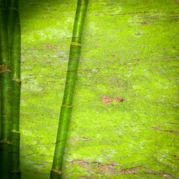 Bamboo green background Foto stock