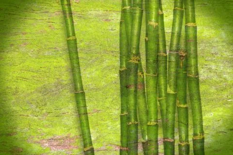 Bamboo green background Stock Photos