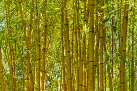 Bamboo green forest background bamboo stalks Stock Photos
