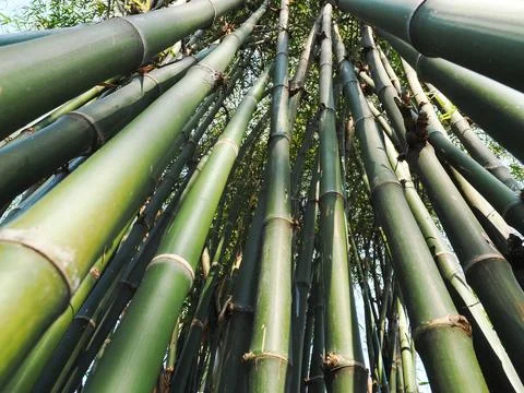 Bamboo green in the forest. Photos
