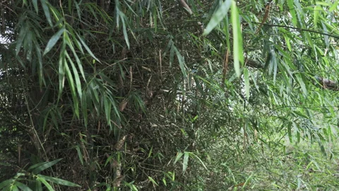 Bamboo green leaf forest windy movement Stock Footage 307668956